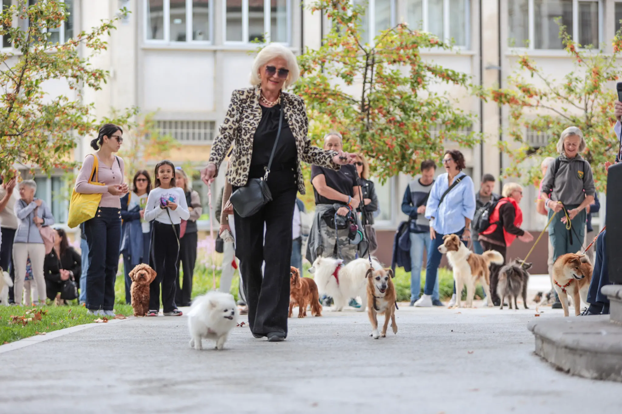 Quarantacinque partecipanti, tanti sorrisi e un'ospite d'onore davvero speciale. Il parco del Municipio di Gorizia ha ospitato sabato 10 ottobre la quarta edizione della benedizione degli animali, organizzata dal Comune insieme alle associazioni La Cuccia, Zampette Cormonesi e Gli amici di Poldo. Alla sfilata hanno partecipato soprattutto cani, con l'eccezione di due tartarughe, suddivisi in tre categorie: tale e quale, bon ton e simpatia. La benedizione è stata impartita da don Fulvio Marcioni, alla presenza del sindaco Rodolfo Ziberna e di altri rappresentanti dell'amministrazione comunale. Grande protagonista della giornata Lamù, il pastore australiano dei vigili del fuoco, andato in pensione ad aprile dopo otto anni di servizio e circa cento interventi di soccorso. Tra le sue missioni anche le ricerche dopo il crollo del ponte Morandi a Genova e il terremoto in Turchia (Foto Daniele Tibaldi)