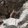 Un grifone con un nidiaceo nell’isola di Cherso (foto Beli visitor centre)