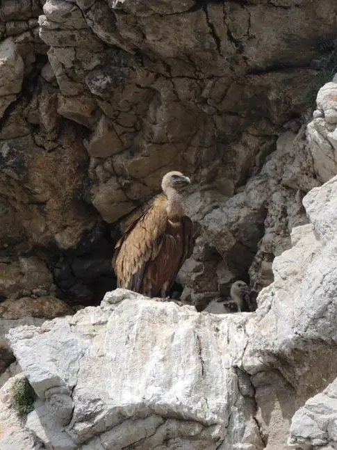 Un grifone con un nidiaceo nell’isola di Cherso (foto Beli visitor centre)