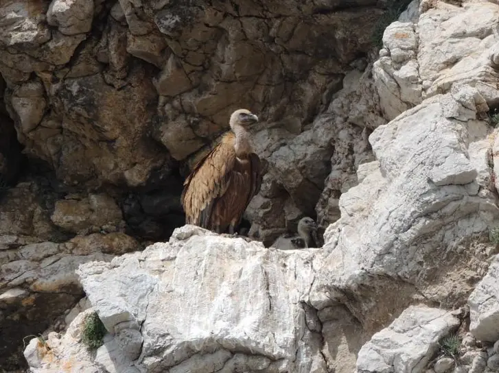 Un grifone con un nidiaceo nell’isola di Cherso (foto Beli visitor centre)