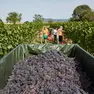 Cormòns. Vendemmia.