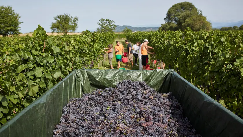 Cormòns. Vendemmia.