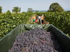 Cormòns. Vendemmia.