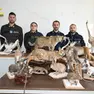 Gli animali sequestrati nel 2023 da Gdf e Agenzia delle Dogane