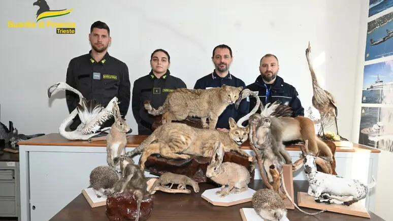Gli animali sequestrati nel 2023 da Gdf e Agenzia delle Dogane