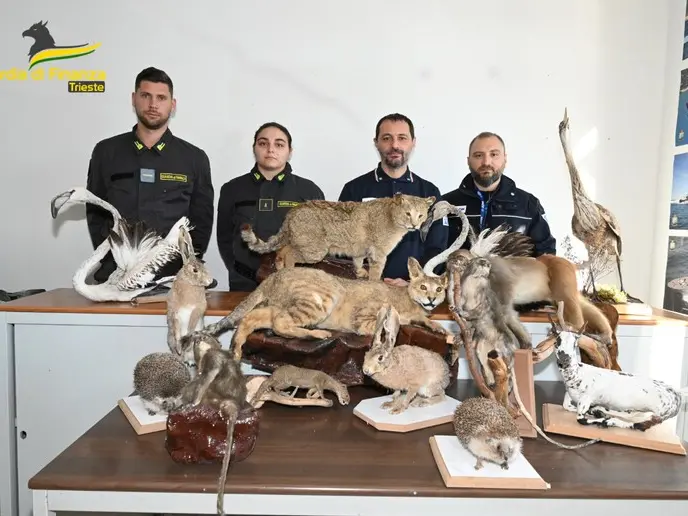Gli animali sequestrati nel 2023 da Gdf e Agenzia delle Dogane