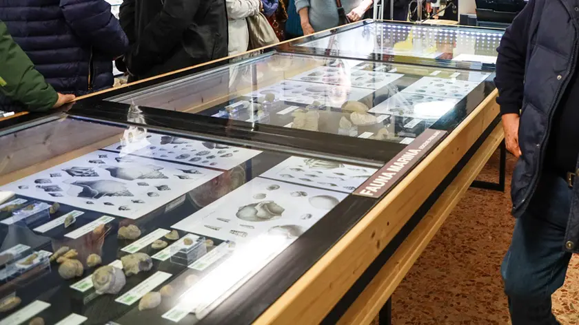 Il museo di scienze naturali "Alvise Comel" (foto Tibaldi)