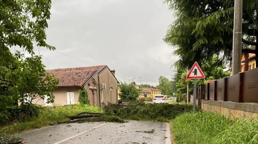 Nella foto fornita dal Comune l’albero abbattuto in via Roma