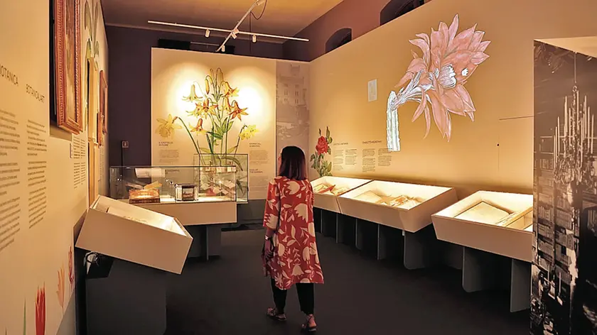 Una delle sale allestite all’interno del castello per “Ars Botanica – Giardini di Carta”, che sarà visitabile per nove mesi, esattamente fino all’11 giugno. Foto Andrea Lasorte
