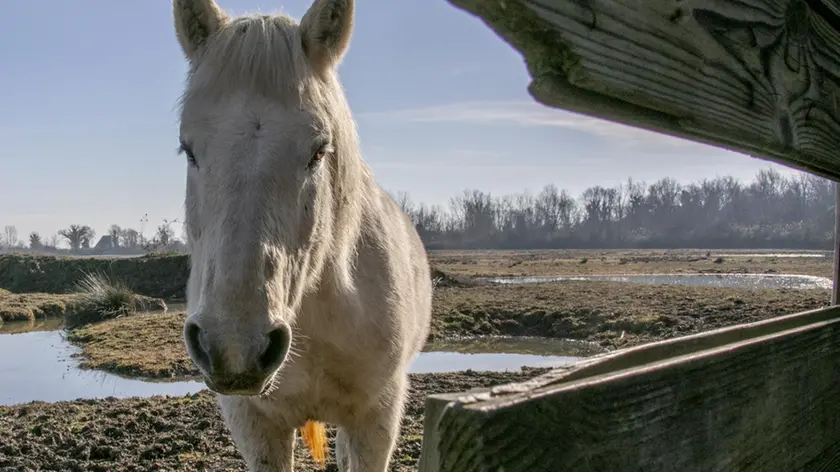 Un curioso cavallo Camargue Fotoservizio di Katia Bonaventura