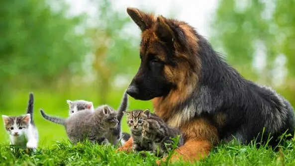 Un giovane cane lupo in un prato in compagnia di un gruppetto di gattini