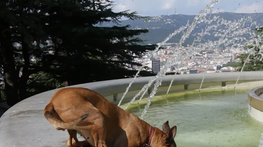 Un cane cerca refrigerio in una fontana in una foto di archivio