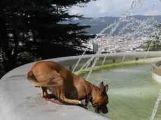 Un cane cerca refrigerio in una fontana in una foto di archivio