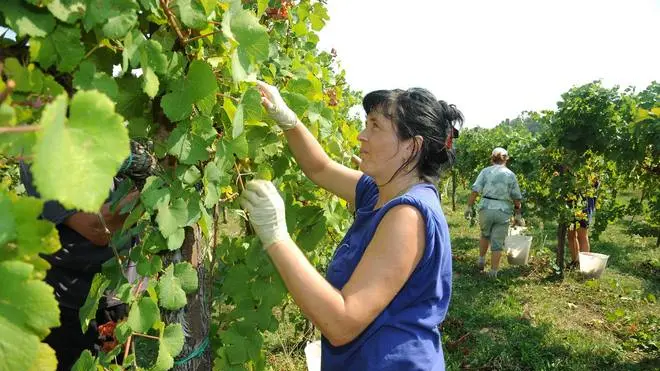 Bumbaca Gorizia 11-09-12 Vendemmia - Fotografia di Pierluigi Bumbaca
