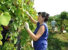 Bumbaca Gorizia 11-09-12 Vendemmia - Fotografia di Pierluigi Bumbaca
