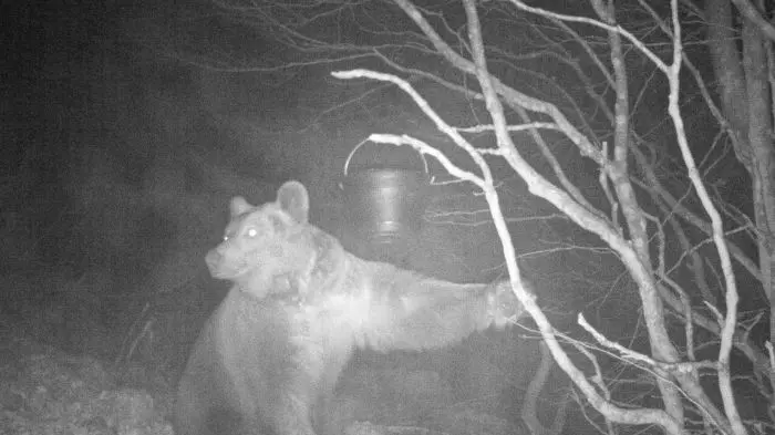 L'orso Madi fotografato a Villesse nel 2015