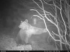 L'orso Madi fotografato a Villesse nel 2015