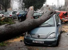 Pula, 020214. Veliki bor srusio se na dva automobila na gradskom parkiralistu Stara trznica pokraj Foruma. Potpuno unisten Mercedes i djelomicno unisten Suzuki nastradali su ispod bora koji se uslijed obilnih kisa koja je padala cijelu noc srusio na njih. Foto: Goran Sebelic / CROPIX