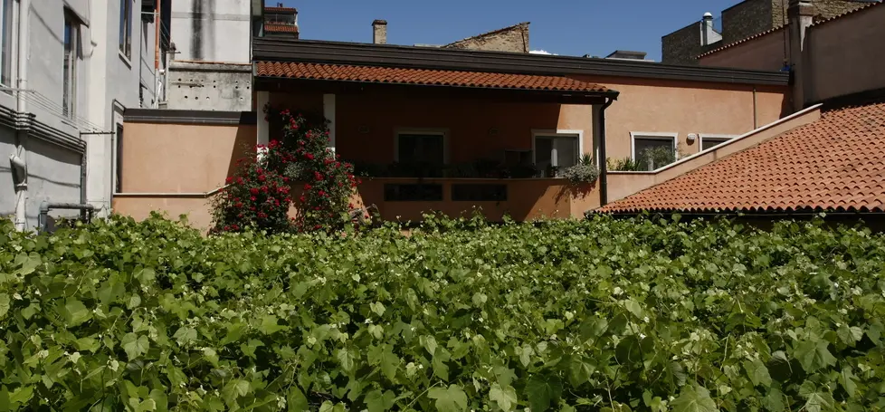 La vite di uva fragola fotografata da un'altra inquadratura