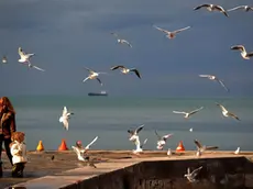 Gabbiani in volo nello scatto di Francesco Bruni