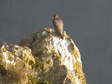 Un'eccezionale foto scattata qualche anno fa da Domen Stanic che "immortala" un falco pellegrino tra gli speroni della Val Rosandra