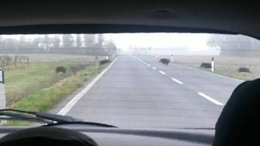 Cinque cinghiali tra Fossalon e Due Fiumi nella foto scattata da un lettore