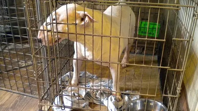 Uno degli 11 cani di razza Bull Terrier scoperti e sequestrati nel corso di un'operazione coordinata dalla Procura della Repubblica di Trieste e condotta dalla Guardia di Finanza del capoluogo giuliano e dal Corpo Forestale dello Stato di Biella, 14 agosto 2013. Il monitoraggio dei transiti dall'Europa dell'est svolto dalle Fiamme Gialle si e' sovrapposto ad altre investigazioni condotte dalla Forestale. Le perquisizioni eseguite hanno consentito di scoprire all'interno di un casolare gestito a livello familiare, nella provincia biellese, gli 11 esemplari, tenuti in condizioni estreme. Gli animali erano tenuti dentro piccole gabbie e senza adeguate cure mediche. Alcuni, in particolare, apparivano in condizioni particolarmente gravi. Un esemplare aveva perso la capacita' di camminare, altri presentavano gravi forme di congiuntivite e dermatite per il continuo sfregamento del muso all'interno delle gabbie. ANSA/ UFFICIO STAMPA +++ HO - NO SALES - EDITORIAL USE ONLY +++