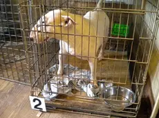 Uno degli 11 cani di razza Bull Terrier scoperti e sequestrati nel corso di un'operazione coordinata dalla Procura della Repubblica di Trieste e condotta dalla Guardia di Finanza del capoluogo giuliano e dal Corpo Forestale dello Stato di Biella, 14 agosto 2013. Il monitoraggio dei transiti dall'Europa dell'est svolto dalle Fiamme Gialle si e' sovrapposto ad altre investigazioni condotte dalla Forestale. Le perquisizioni eseguite hanno consentito di scoprire all'interno di un casolare gestito a livello familiare, nella provincia biellese, gli 11 esemplari, tenuti in condizioni estreme. Gli animali erano tenuti dentro piccole gabbie e senza adeguate cure mediche. Alcuni, in particolare, apparivano in condizioni particolarmente gravi. Un esemplare aveva perso la capacita' di camminare, altri presentavano gravi forme di congiuntivite e dermatite per il continuo sfregamento del muso all'interno delle gabbie. ANSA/ UFFICIO STAMPA +++ HO - NO SALES - EDITORIAL USE ONLY +++