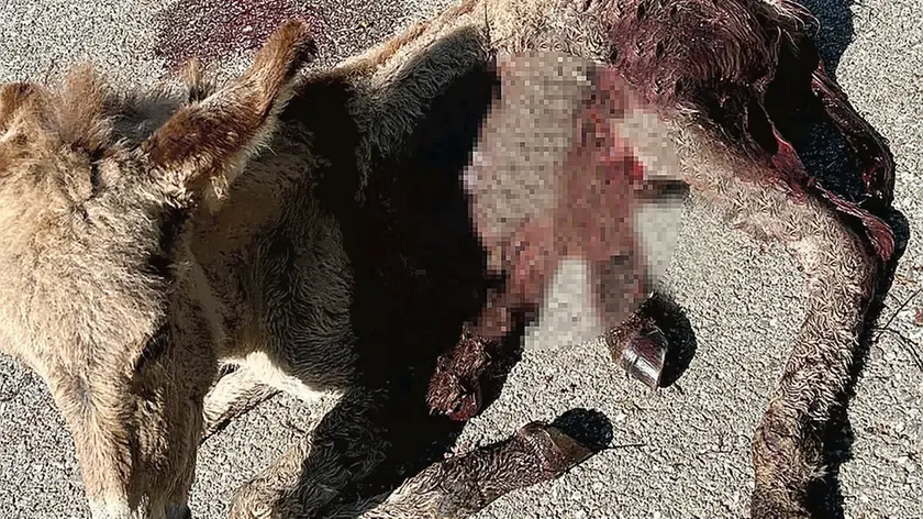 L’asino che è stato aggredito dall’orso Francesco nei pressi di una stalla a Preone