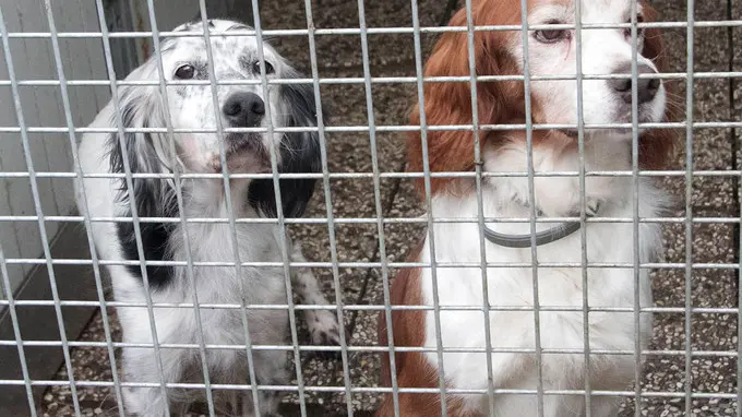 Bonaventura Monfalcone-20.12.2018 Cani e gatti in adozione-Cuccia-Monfalcone-foto di Katia Bonaventura