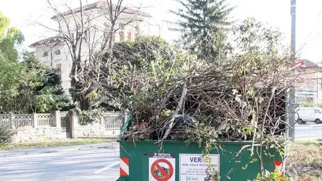 Altran Mf-Benna del verde