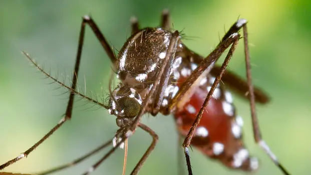 2002, Atlanta, Georgia, USA --- A blood-engorged female Aedes albopictus mosquito feeds on a human host. Under successful experimental transmission, Aedes albopictus has been found to be a vector of West Nile Virus. --- Image by © CDC/PHIL/CORBIS