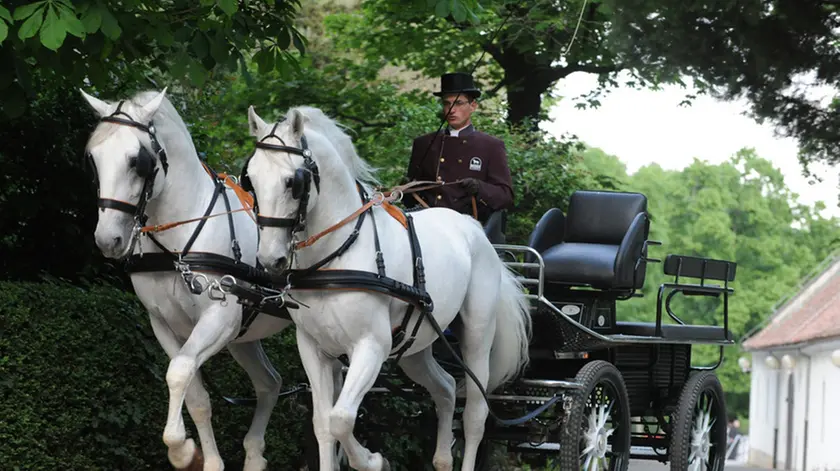 Una carrozza trainata da cavalli lipizzani