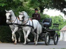 Una carrozza trainata da cavalli lipizzani