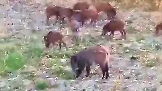 I cinghiali fotografati sabato sera nella zona di Cattinara