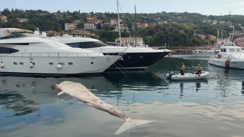 La balenottera morta recuperata a Muggia Foto Andrea Lasorte