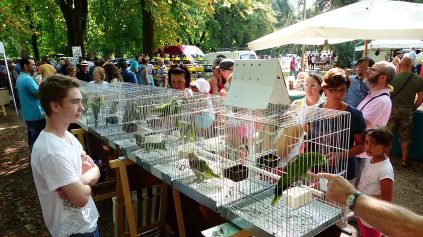 Pienone alla Fiera ornitologica di Gradisca (Foto Marega)