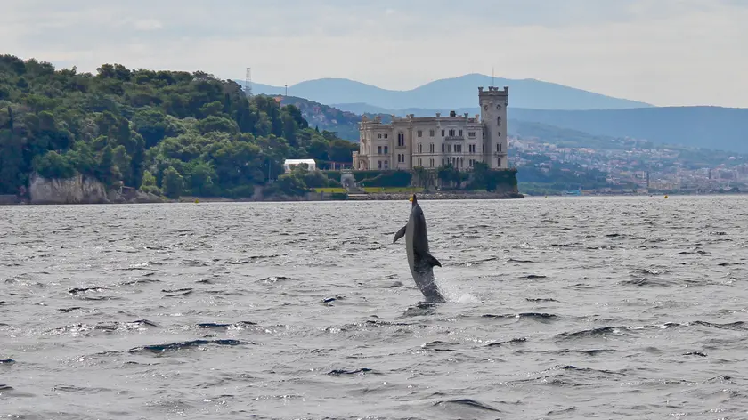 L'evoluzione di un delfino davanti al castello di Miramare (Saul Ciriaco)