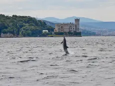 L'evoluzione di un delfino davanti al castello di Miramare (Saul Ciriaco)