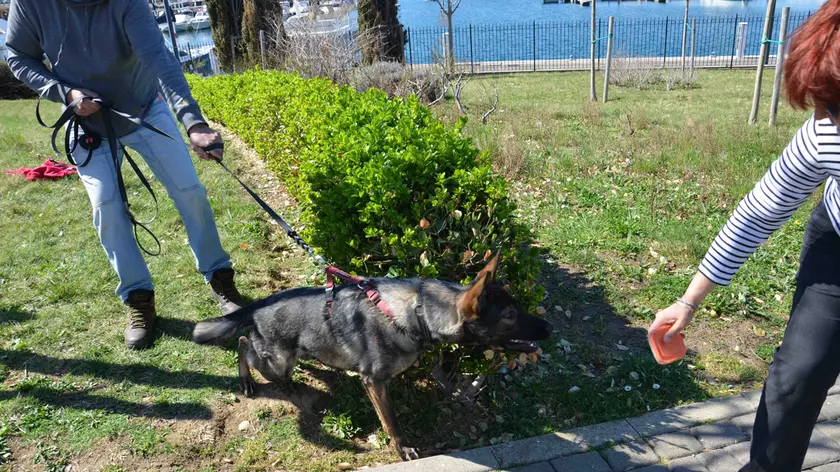Un cane impegnato a seguire una traccia durante le esercitazioni di Mantrailing