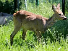 Lasorte Trieste 18/05/17 - Via Marchesetti, ENPA, Mamma Capriolo