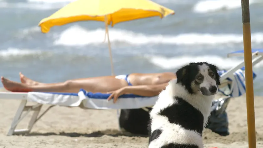 Serracchiani dice sì a Fido in spiaggia