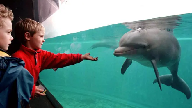 29/11/99 attenzione foto per notiziario turistico ligure due bambini cercano un contatto ( seppur attraverso il vetro )con i delfini davanti alla loro vasca all'acquario di genova. - foto luca zennaro -