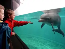 29/11/99 attenzione foto per notiziario turistico ligure due bambini cercano un contatto ( seppur attraverso il vetro )con i delfini davanti alla loro vasca all'acquario di genova. - foto luca zennaro -