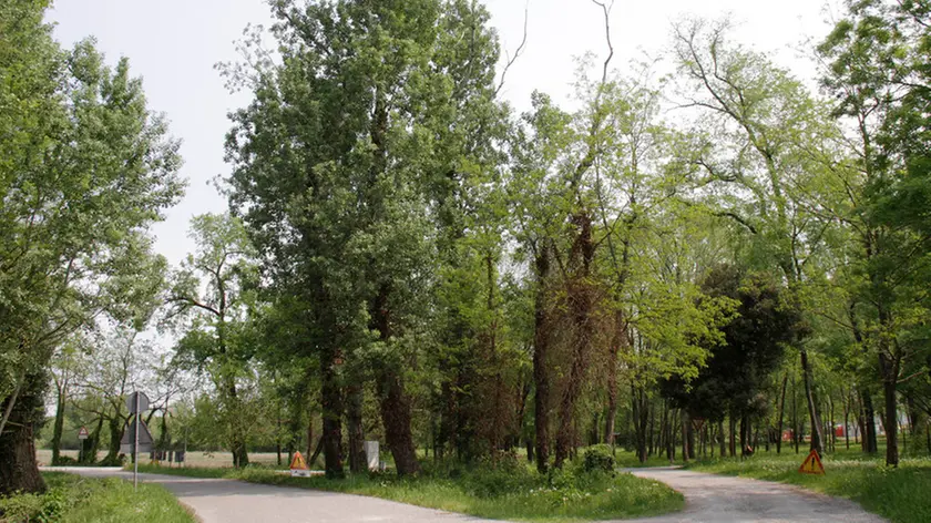 Bonaventura Monfalcone-24.04.2018 Zona alberi che verrano tagliati-Alberoni-staranzano-foto di Katia Bonaventura