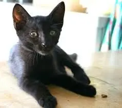 La gattina salvata a Gorizia