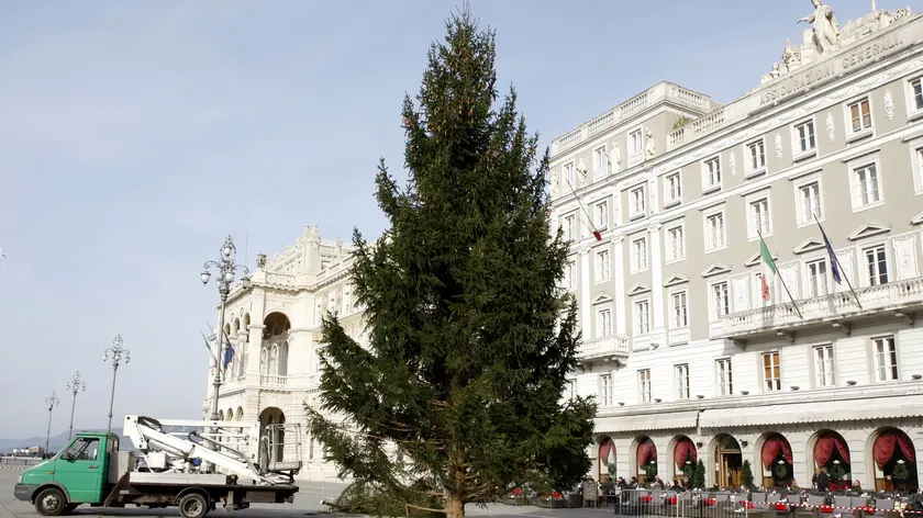 L'albero di Natale in piazza Unità (Silvano)