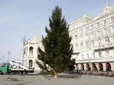 L'albero di Natale in piazza Unità (Silvano)