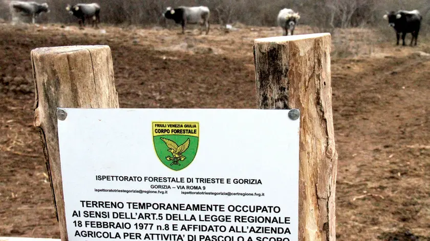 Bonaventura Monfalcone-11.02.2017 Progetto Carso-Ronchi dei Legionari e Doberdò del Lago-foto di Katia Bonaventura