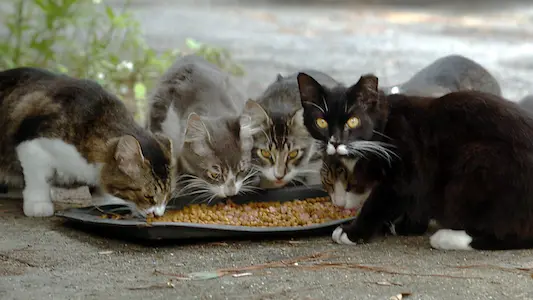 Una colonia di gatti